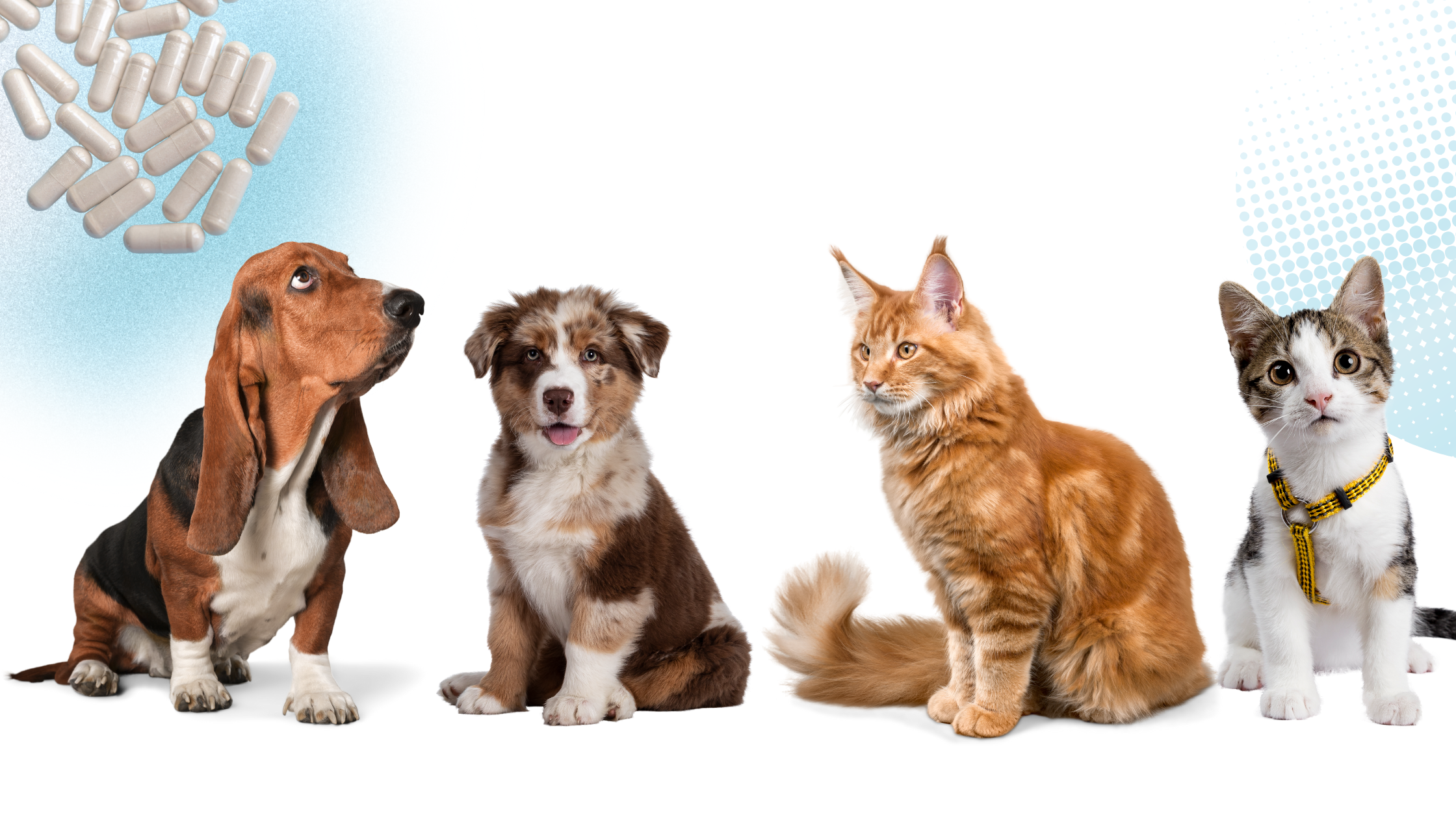 cats and dogs with supplements