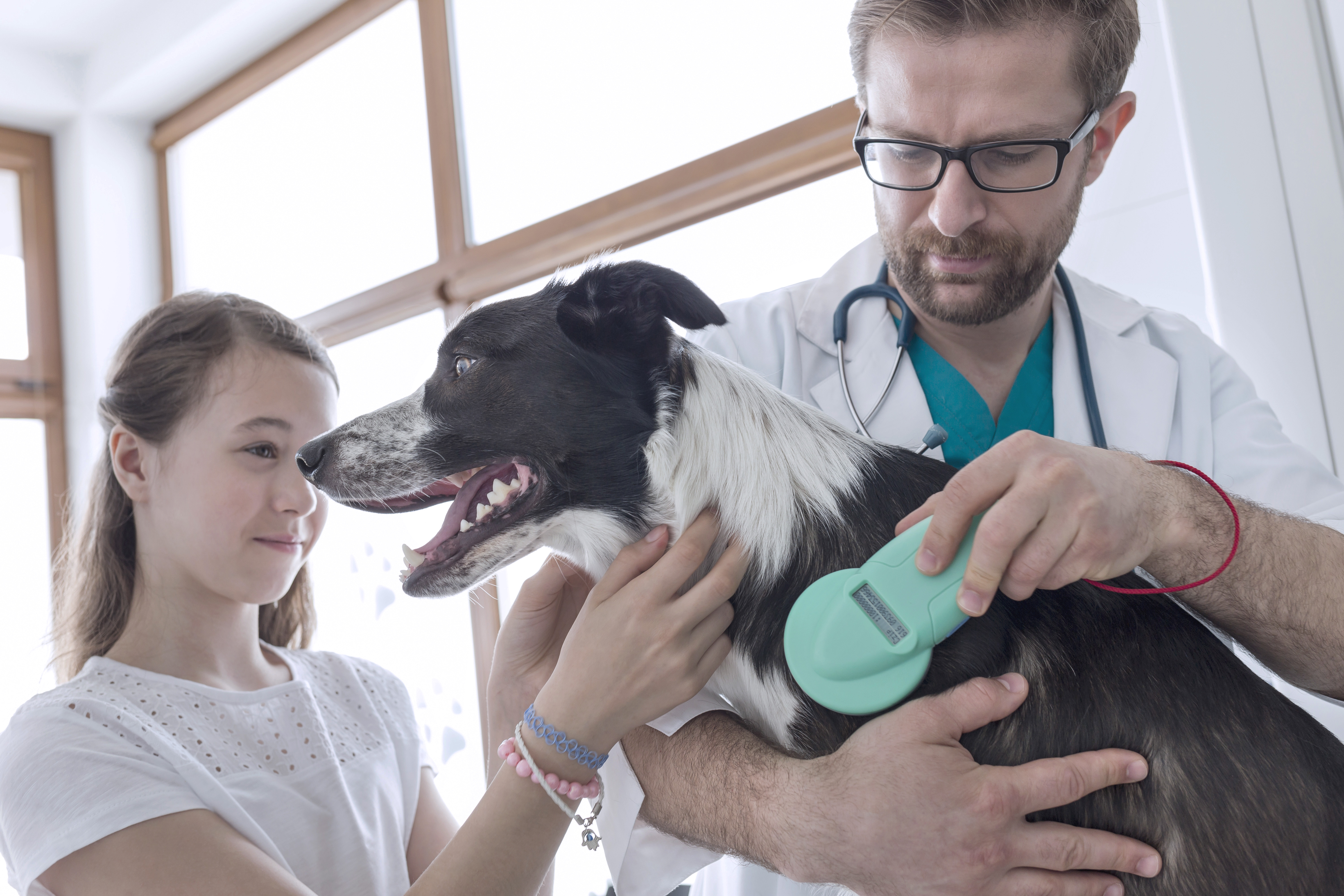 veterinarian conducting a health check up for a pet dog