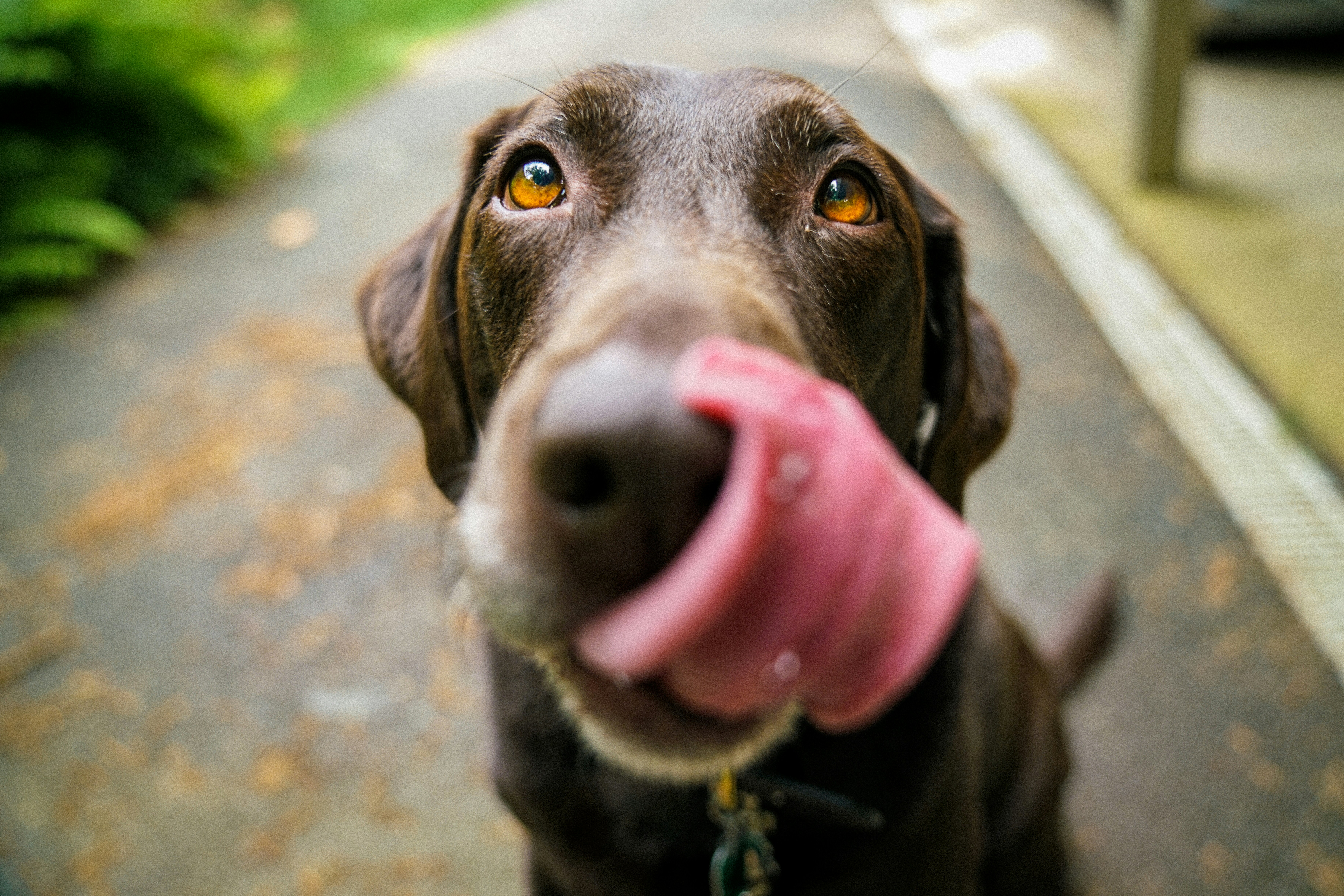 Dog licking lips